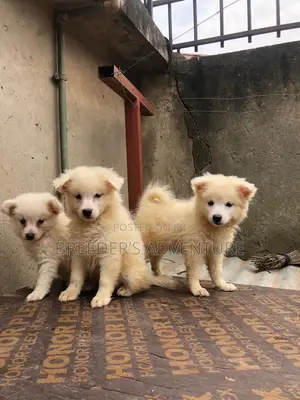 1-3 months Male Purebred Japanese Spitz