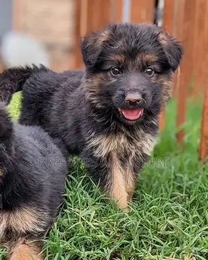 1-3 months Male Purebred German Shepherd