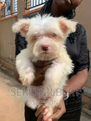 3-6 months Male Purebred Maltese