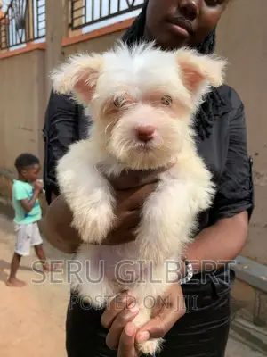 1-3 months Male Purebred Maltese