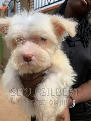 3-6 months Male Purebred Maltese