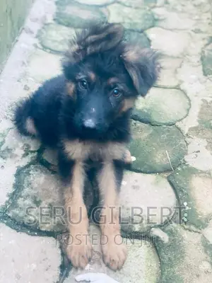 3-6 months Female Purebred German Shepherd
