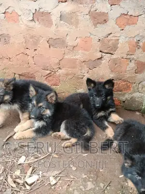 3-6 months Male Purebred German Shepherd