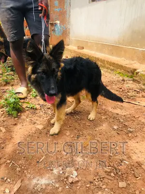 3-6 months Male Purebred German Shepherd