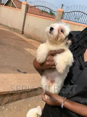 3-6 months Male Purebred Maltese