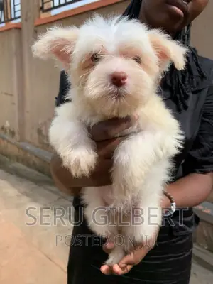 3-6 months Female Purebred Maltese