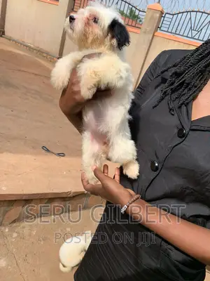 1-3 months Female Purebred Maltese