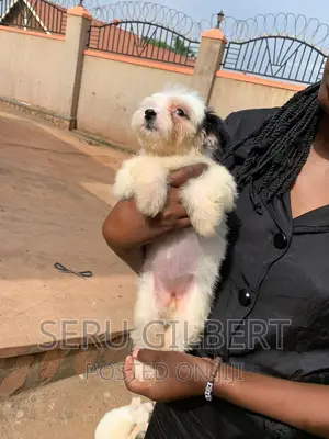 1-3 months Female Purebred Maltese