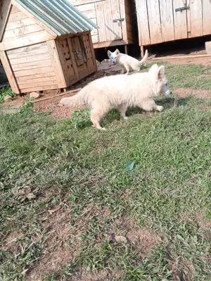 3-6 months Male Purebred German Shepherd
