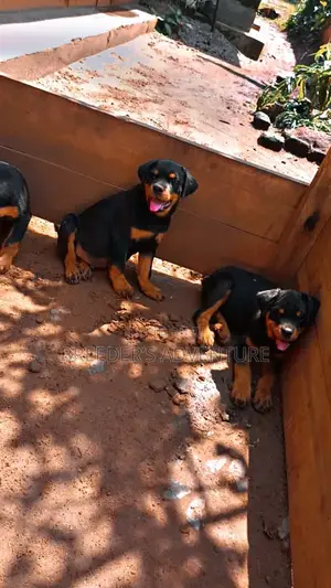 3-6 months Female Purebred Rottweiler