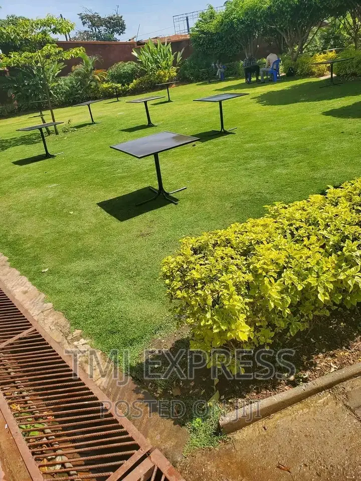 Hybrid Natural Carpet Grass