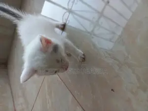 1-3 months Female Purebred Bombay