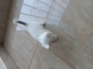 1-3 months Male Purebred American Bobtail
