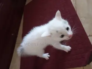 3-6 months Male Purebred Bombay
