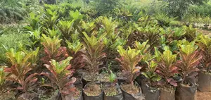 Croton Plant at a Wholesale Price