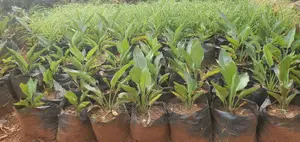 Bird of Paradise at a Whole Sale Price