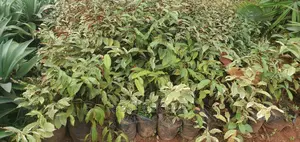 Bi-Color Plant at a Whole Sale Price