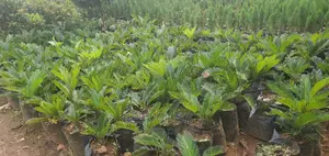 Sycard Plant at a Whole Sale Price