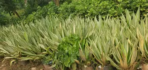 Agave Plant at a Whole Sale Plant