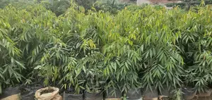Ashoka Plant at a Wholesale Price