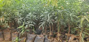 Exotic Mango at Entirety Price