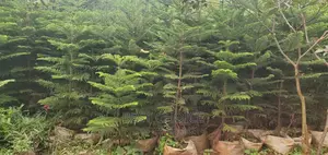Allucaria Plant for Sale .( Whole Sale Price)