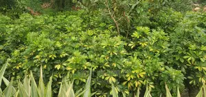 Sophora Plant at a Wholesale Price