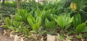 Create a Blissfull Paradise in Your Compound
