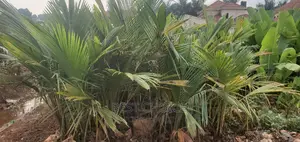 Create a Blissfull Paradise in Your Compound