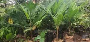 Create a Blissfull Paradise in Your Compound