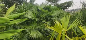Create a Blissfull Paradise in Your Compound
