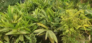 Arupinia Plant at a Wholesale Price