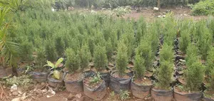 Pyramidaris Plant a Wholesale Price