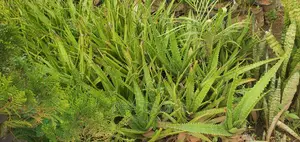 Herbs, Soils, and Decorative Stones, at (Affordable, Costs