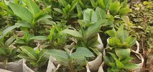 Transform Your Compound With Carebian Paradise