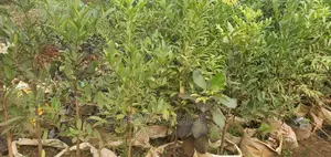 Aganthis Plant for Sale