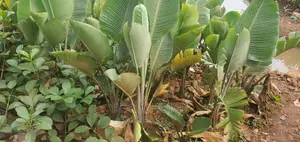 Bird of Paradise Plants for Sale