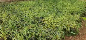 Pony Tail Plants at an Affordable Costs