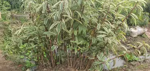 Arupinia White Plant for Sale at Reliable and Affordable Cos