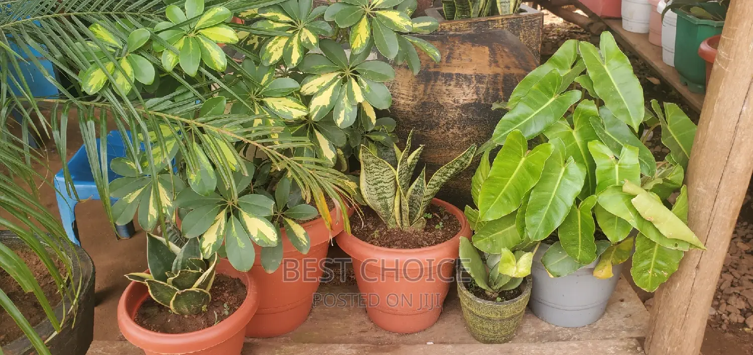 Durable and Elegant Pots Available in Various Sizes