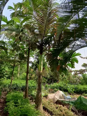Palm Tree All Types for Sale