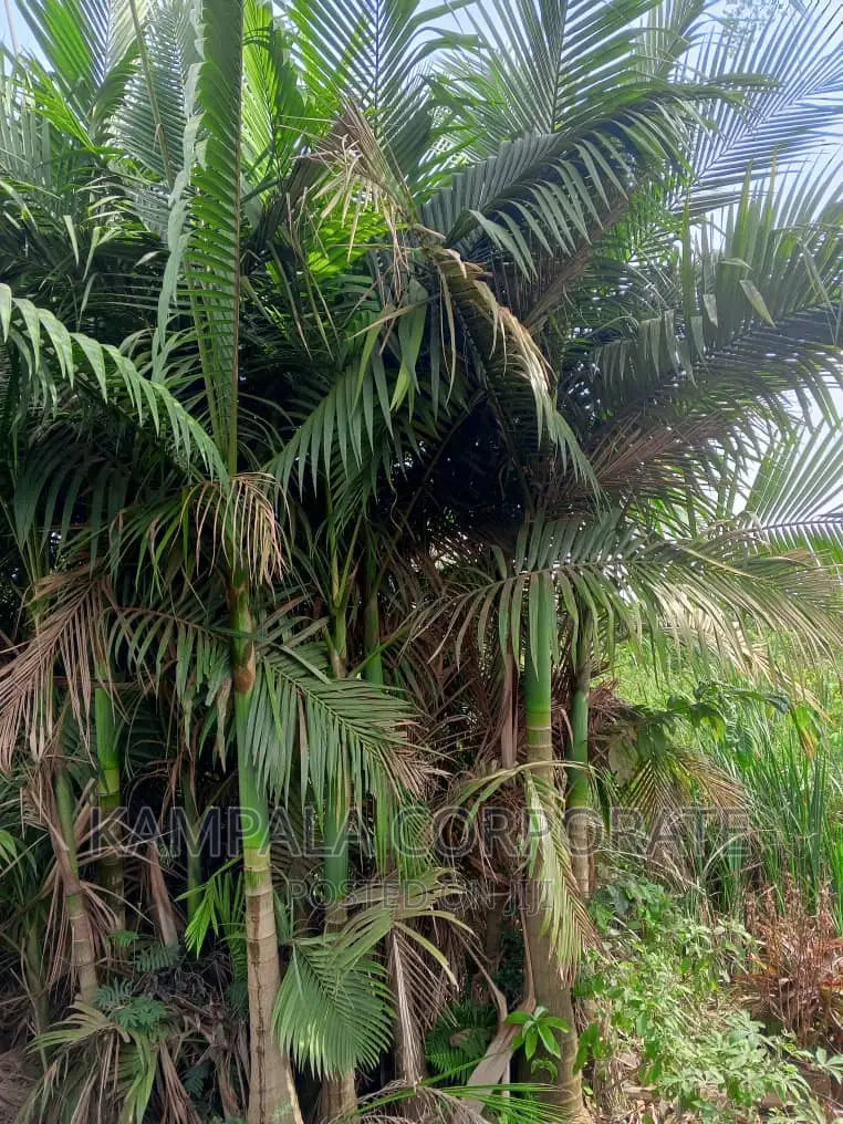 Palm Tree All Types for Sale
