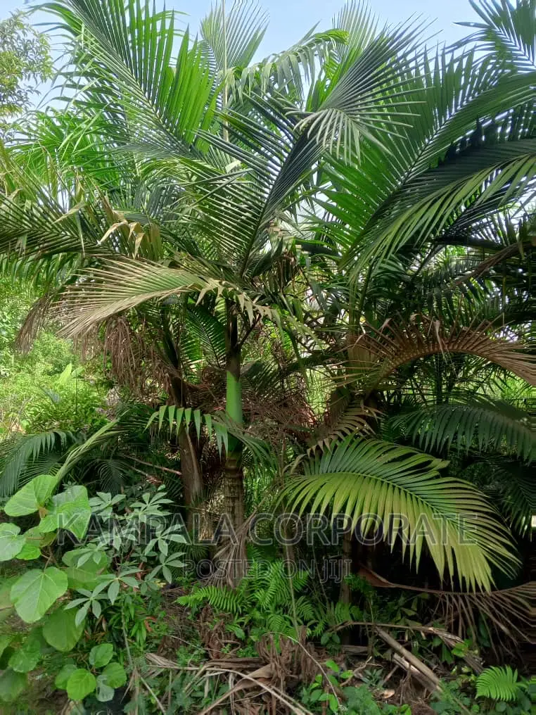 Palm Tree All Types for Sale