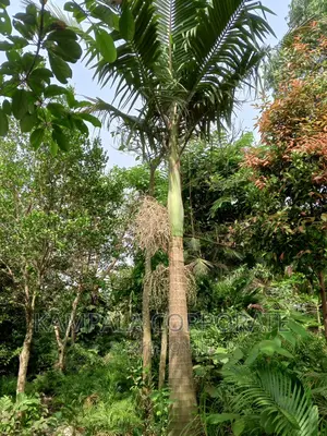 Palm Tree All Types for Sale