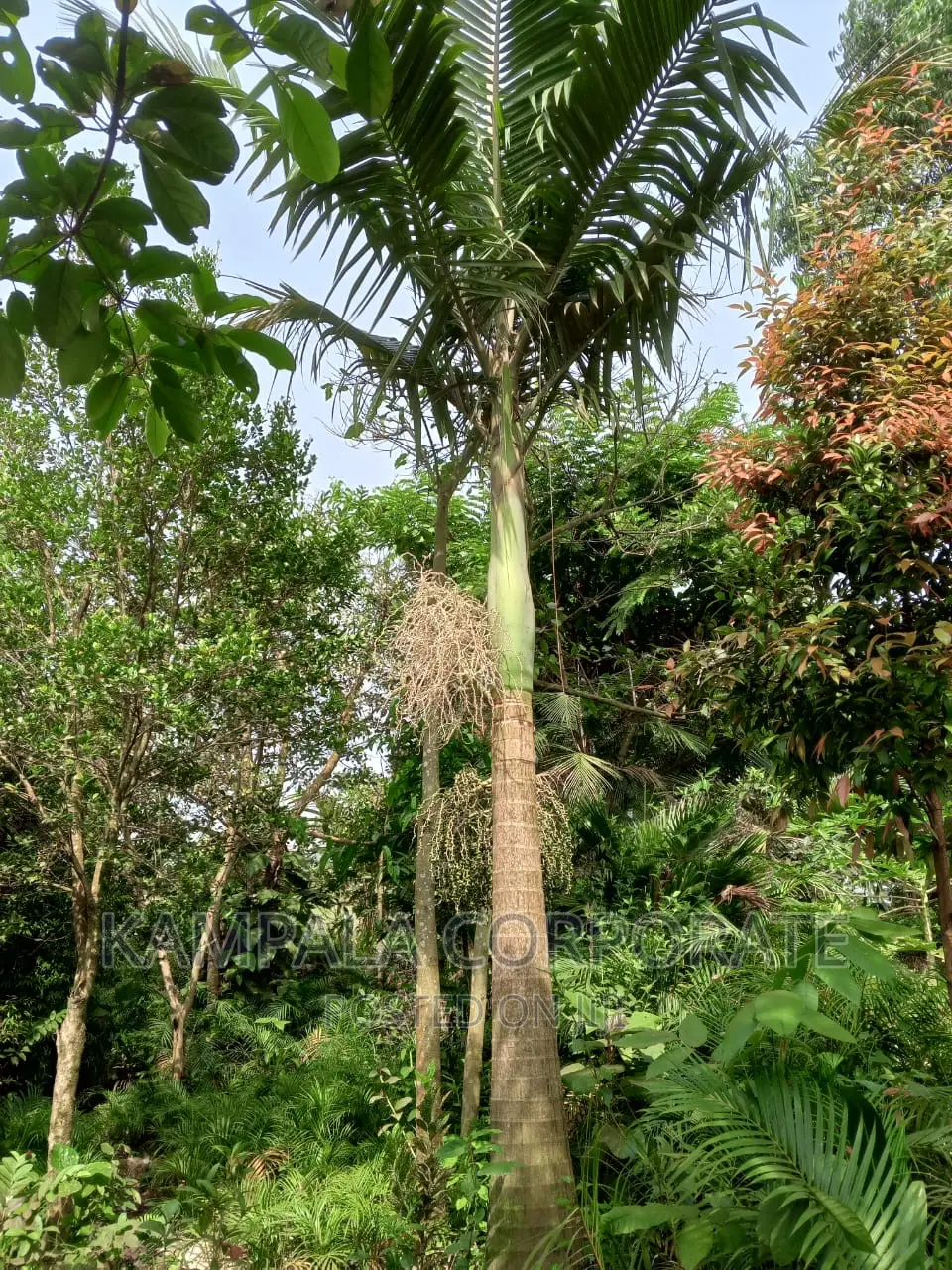 Palm Tree All Types for Sale