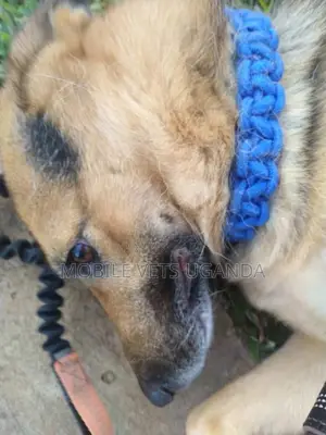 1-3 months Male Purebred German Shepherd