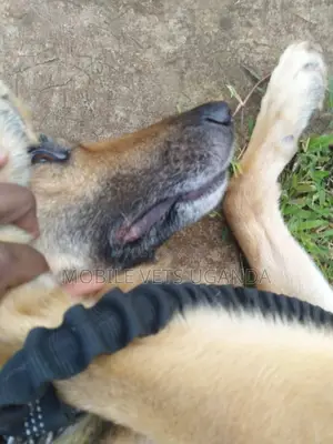 6-12 months Female Purebred German Shepherd