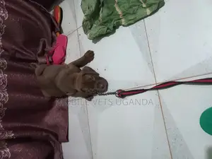0-1 month Male Purebred Boerboel