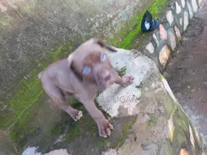 3-6 months Male Purebred Boerboel