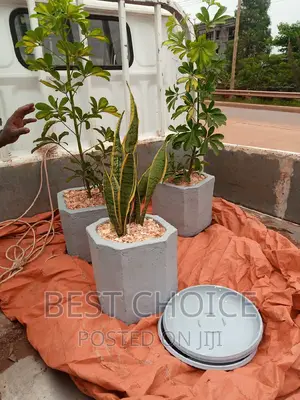 Green Up Your Space With Potted Plants and Flowers.
